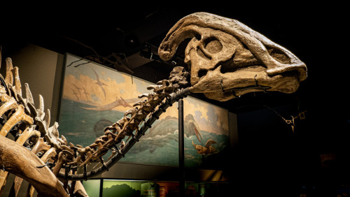 Zelda – zza oceanu nad fiordy. Pierwszy prawdziwy i kompletny szkielet dinozaura trafi do Norwegii