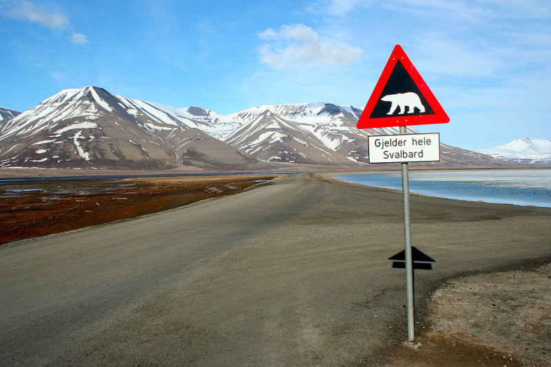 Niedźwiedzie polarne wymieniane są na liście zagrożeń Svalbardu.