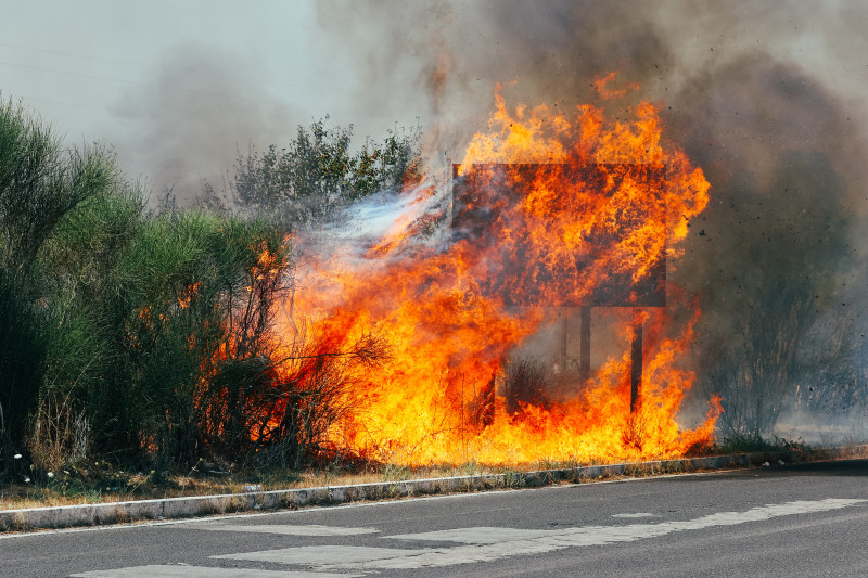 Zeszłego lata pożary m.in. w Grecji czy Włoszech trawiły tereny zielone.